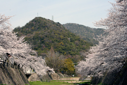 20080405_sakura_00.jpg