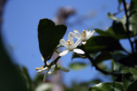 20080512_minoshima_00_00.jpg
