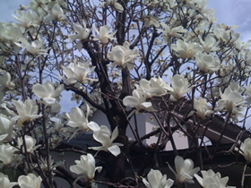 2009032900_mokuren.jpg