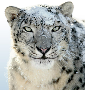 Snow Leopard