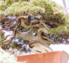 oldbark3.jpg