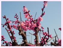 plum_00.jpg