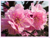 plum_01.jpg